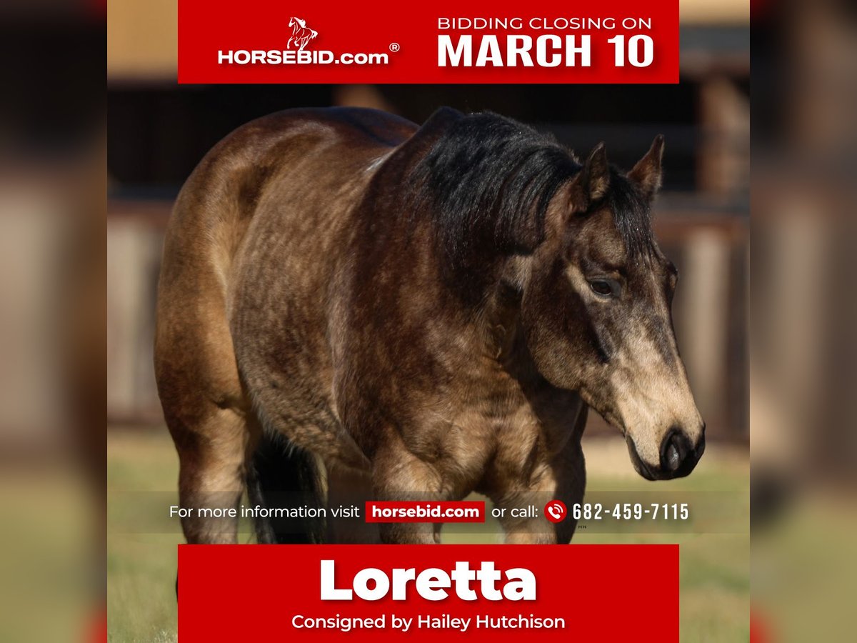 Quarter horse américain Jument 11 Ans 150 cm Buckskin in Joshua, TX