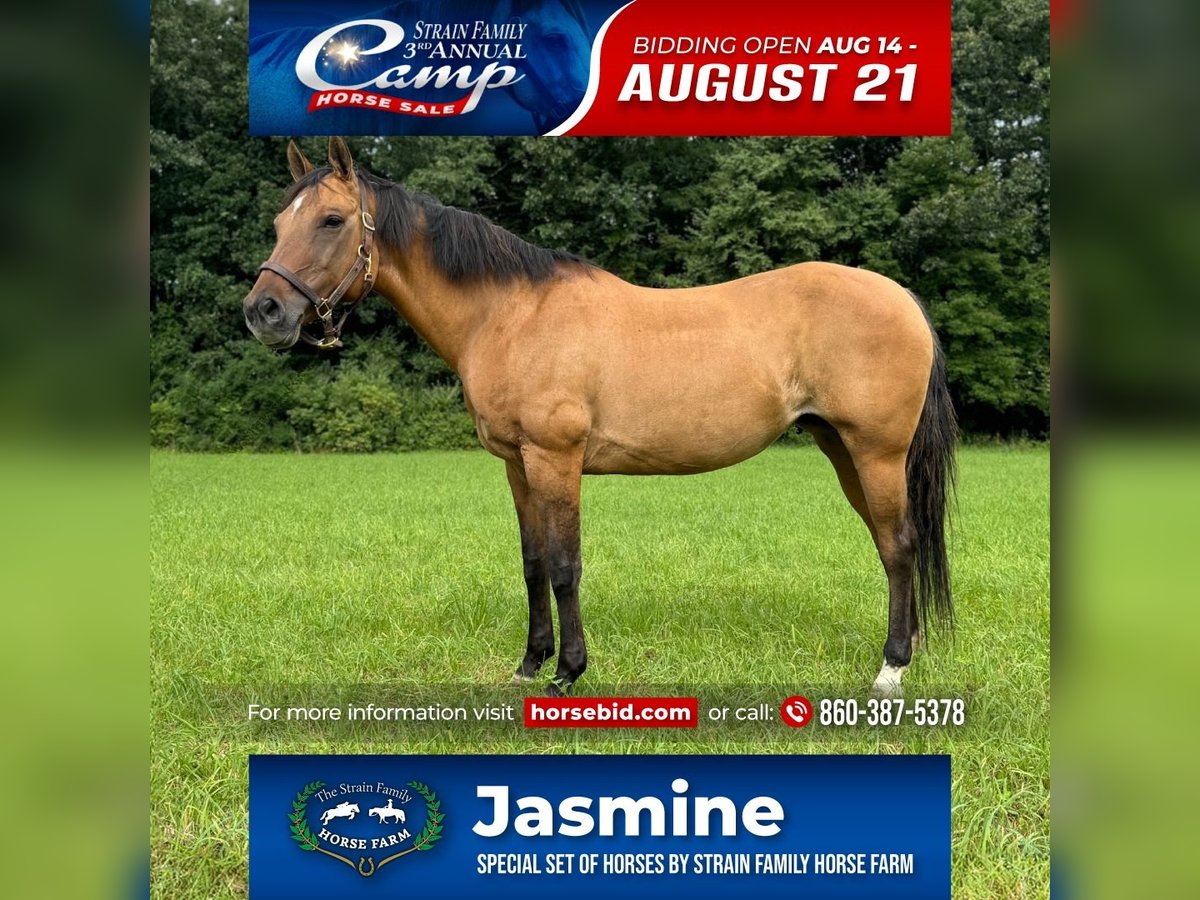 Quarter horse américain Jument 11 Ans 155 cm Buckskin in Granby, CT