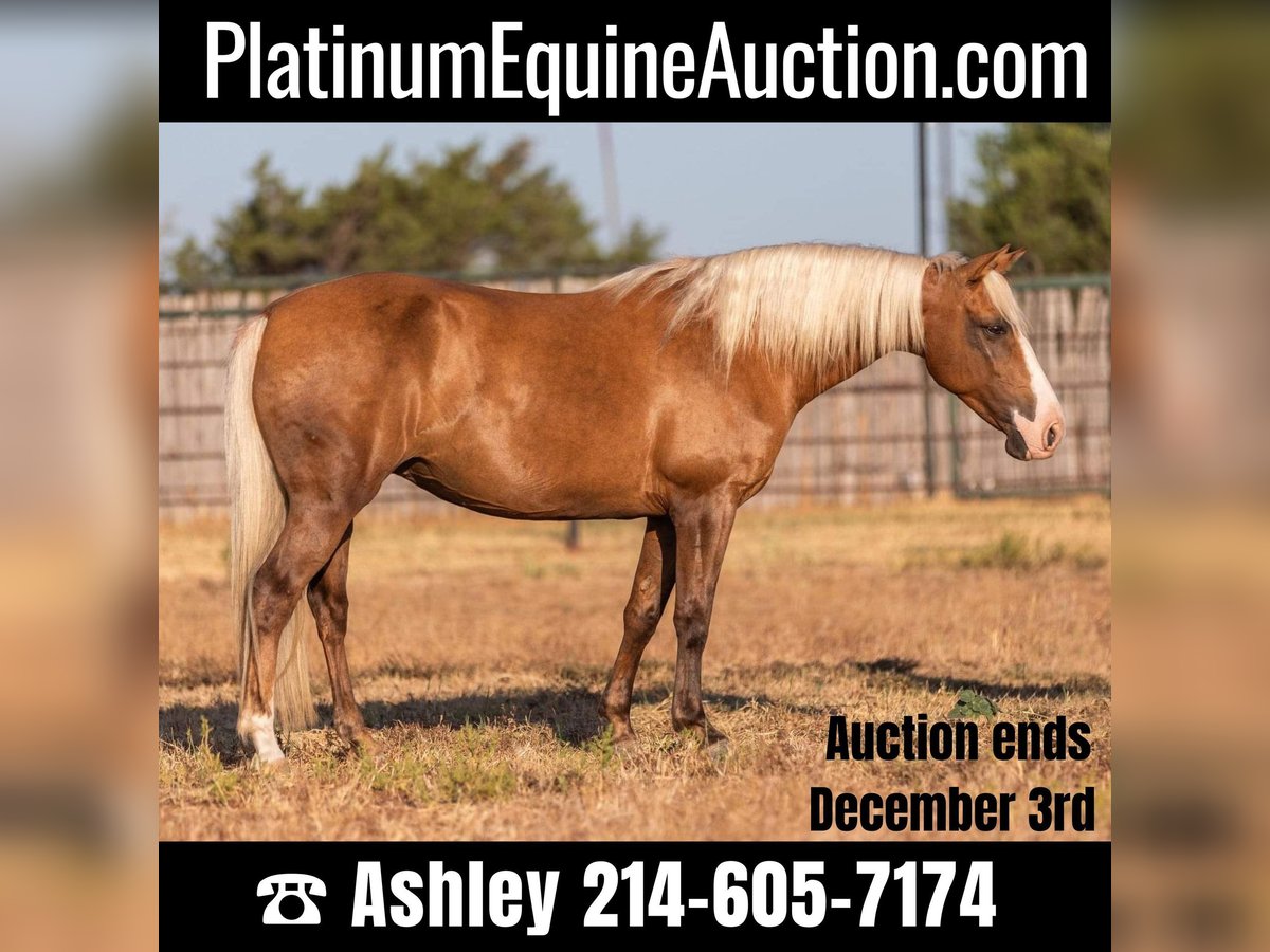 Quarter horse américain Jument 12 Ans 132 cm Palomino in Weatherford TX