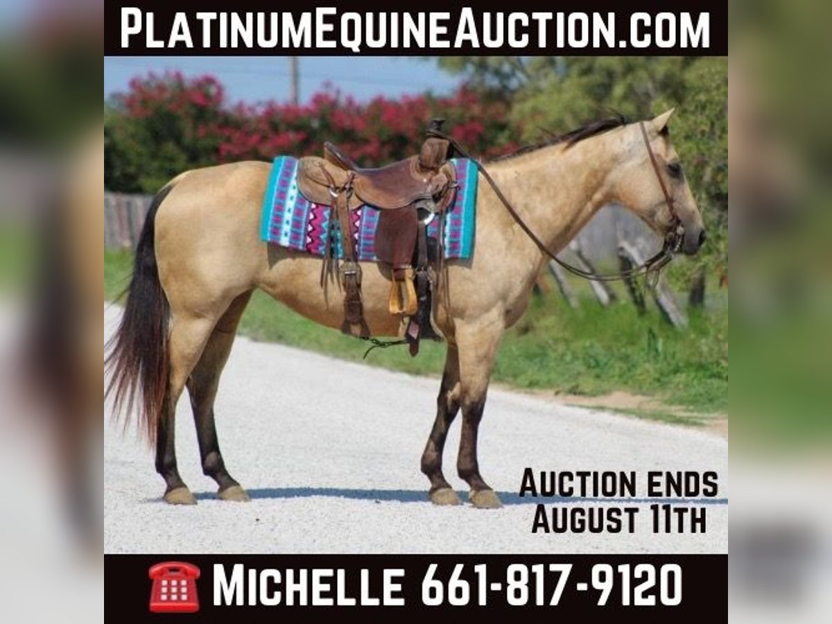 Quarter horse américain Jument 12 Ans 142 cm Buckskin in Stephenville TX