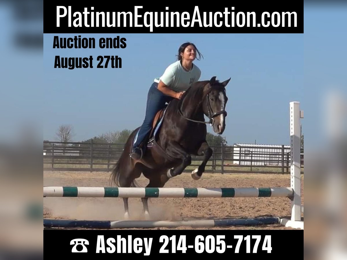 Quarter horse américain Jument 12 Ans 142 cm Noir in weatherford TX