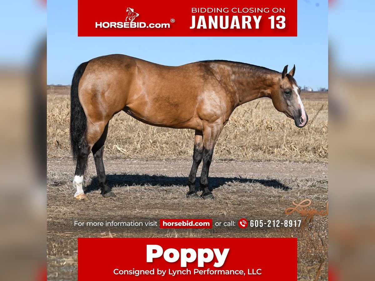 Quarter horse américain Jument 12 Ans 150 cm Buckskin in Canistota, SD