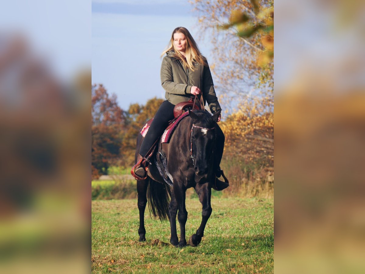 Quarter horse américain Jument 12 Ans 150 cm Grullo in Garlstorf