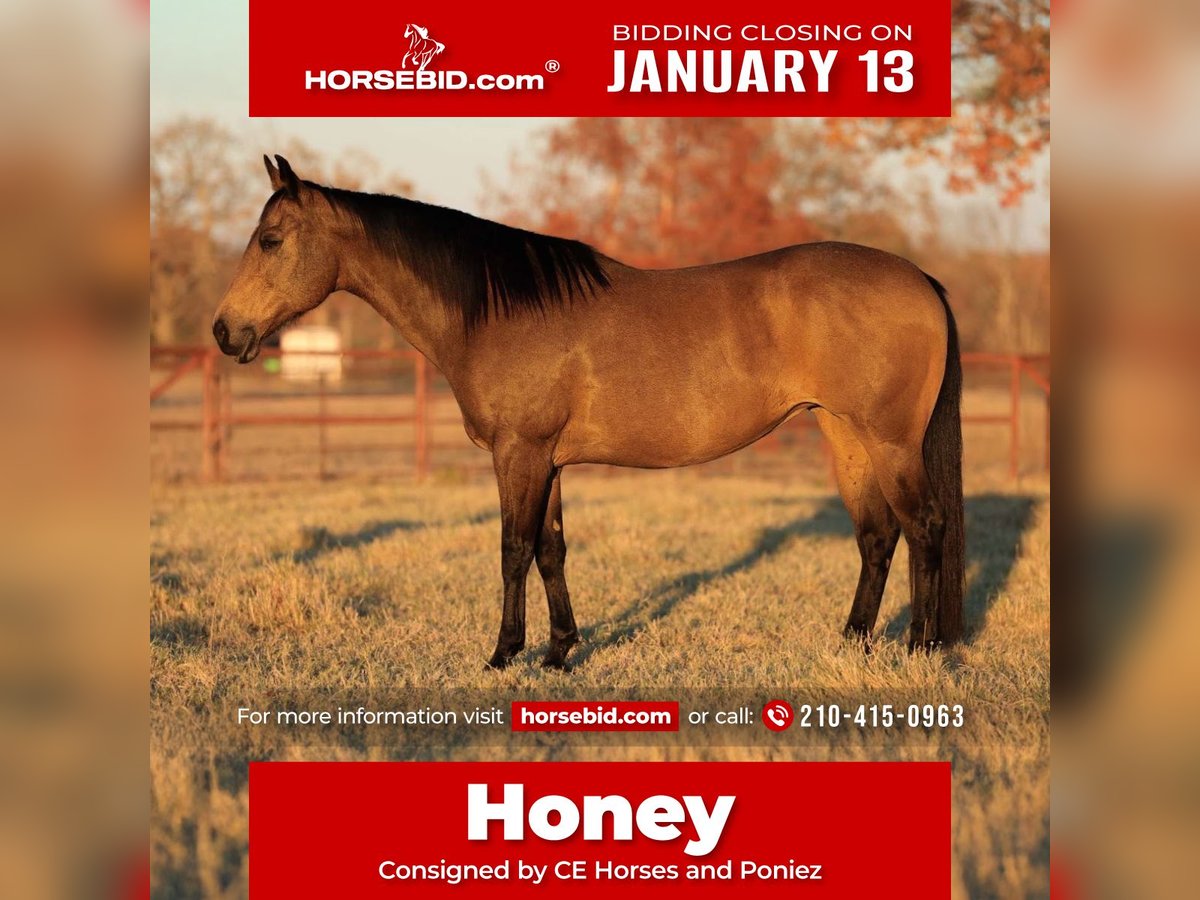 Quarter horse américain Jument 12 Ans 152 cm Buckskin in Carthage, TX