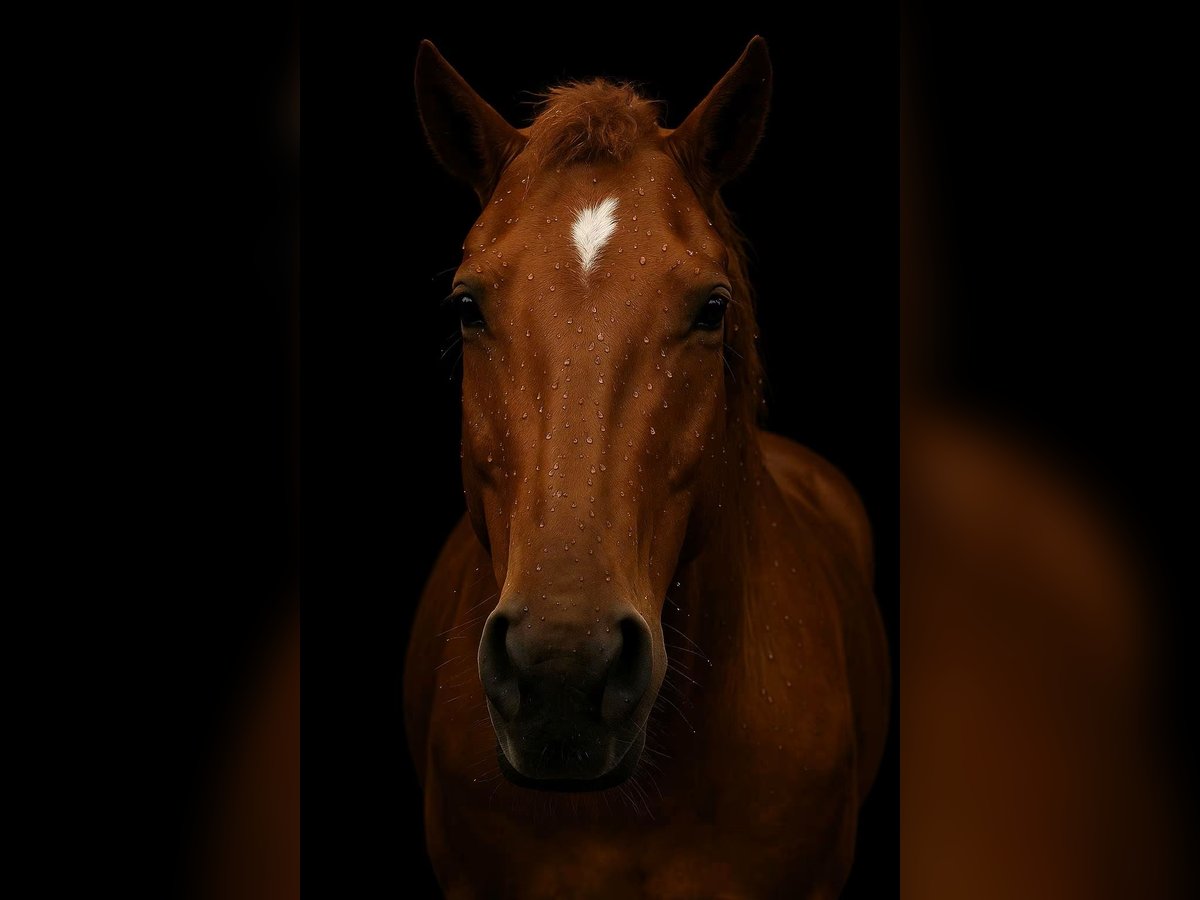 Quarter horse américain Jument 12 Ans 155 cm Alezan in Saarbrücken Quarter horse américain Jument 12 Ans 155 cm Alezan in Saarbrücken