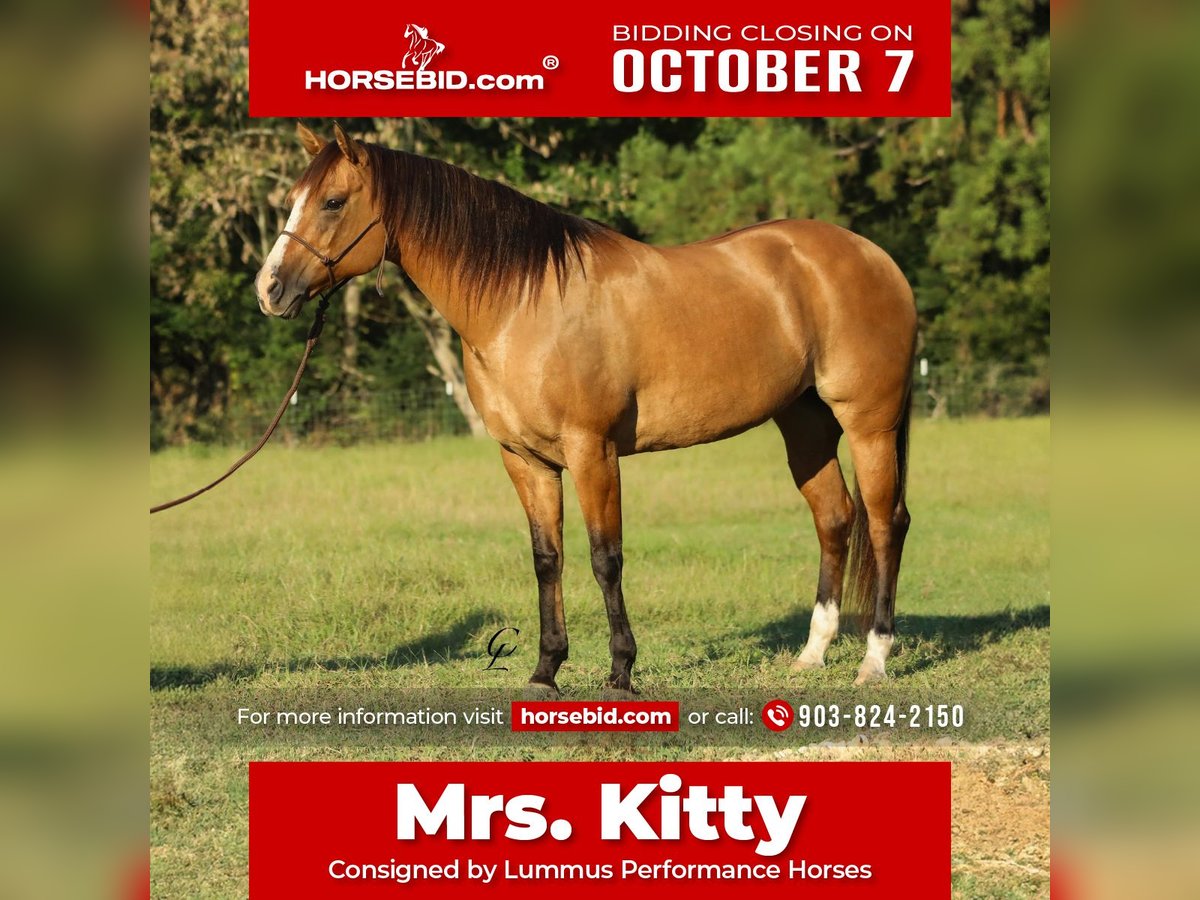 Quarter horse américain Jument 12 Ans 155 cm Isabelle in Bloomburg, TX