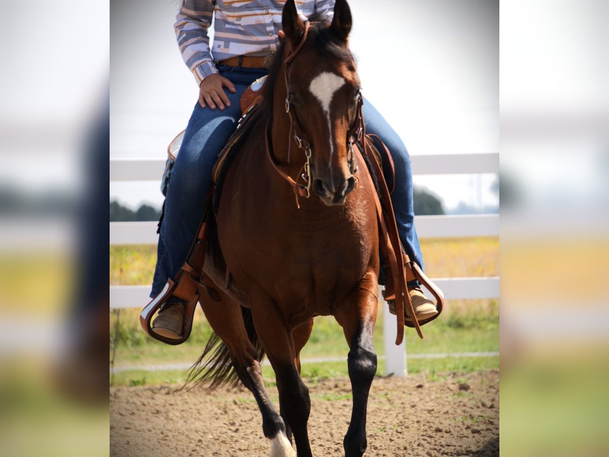 Quarter horse américain Jument 12 Ans Bai cerise in Saint Joe Quarter horse américain Jument 12 Ans Bai cerise in Saint Joe