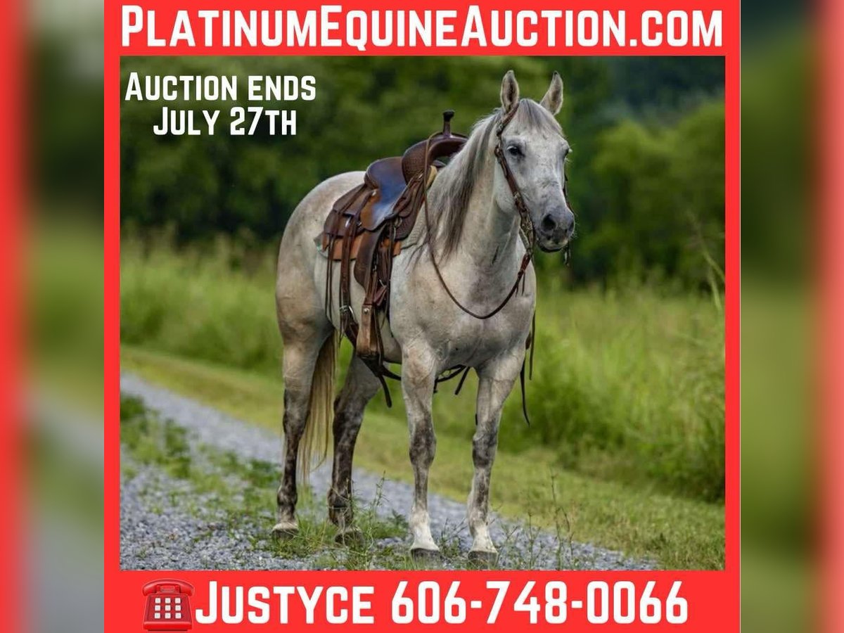 Quarter horse américain Jument 13 Ans 147 cm Gris in Wallingford KY