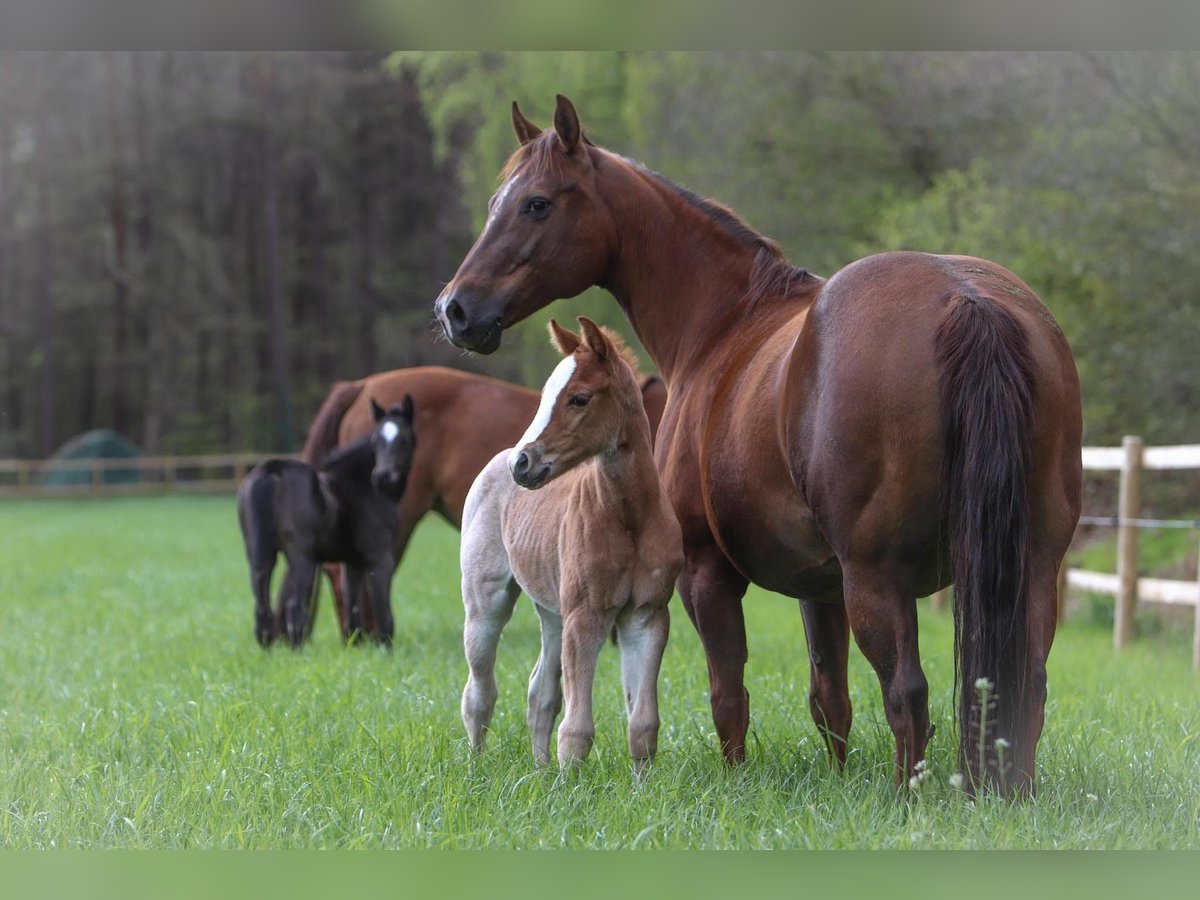Quarter horse américain Jument 13 Ans 150 cm Alezan cuivré in Theilenhofen
