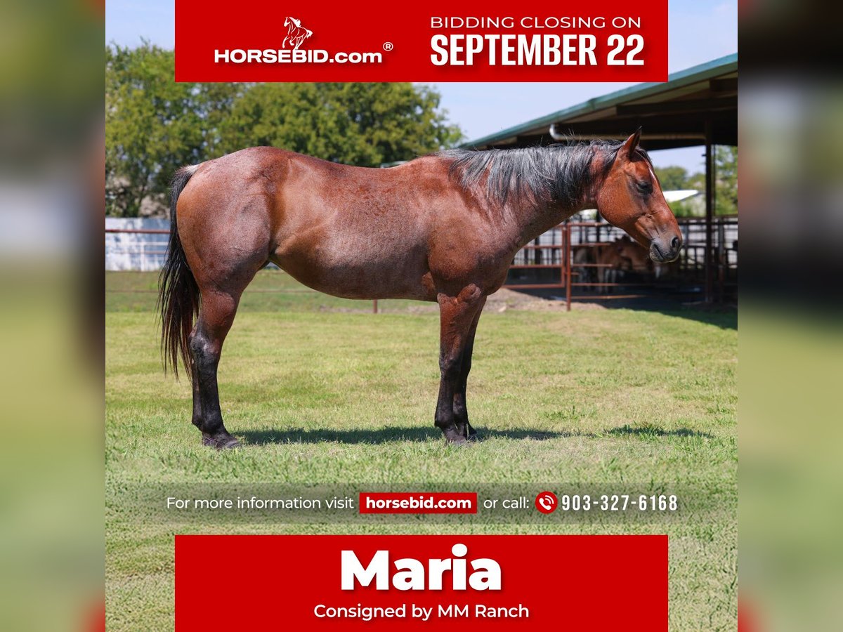 Quarter horse américain Jument 13 Ans 150 cm Roan-Bay in Forney