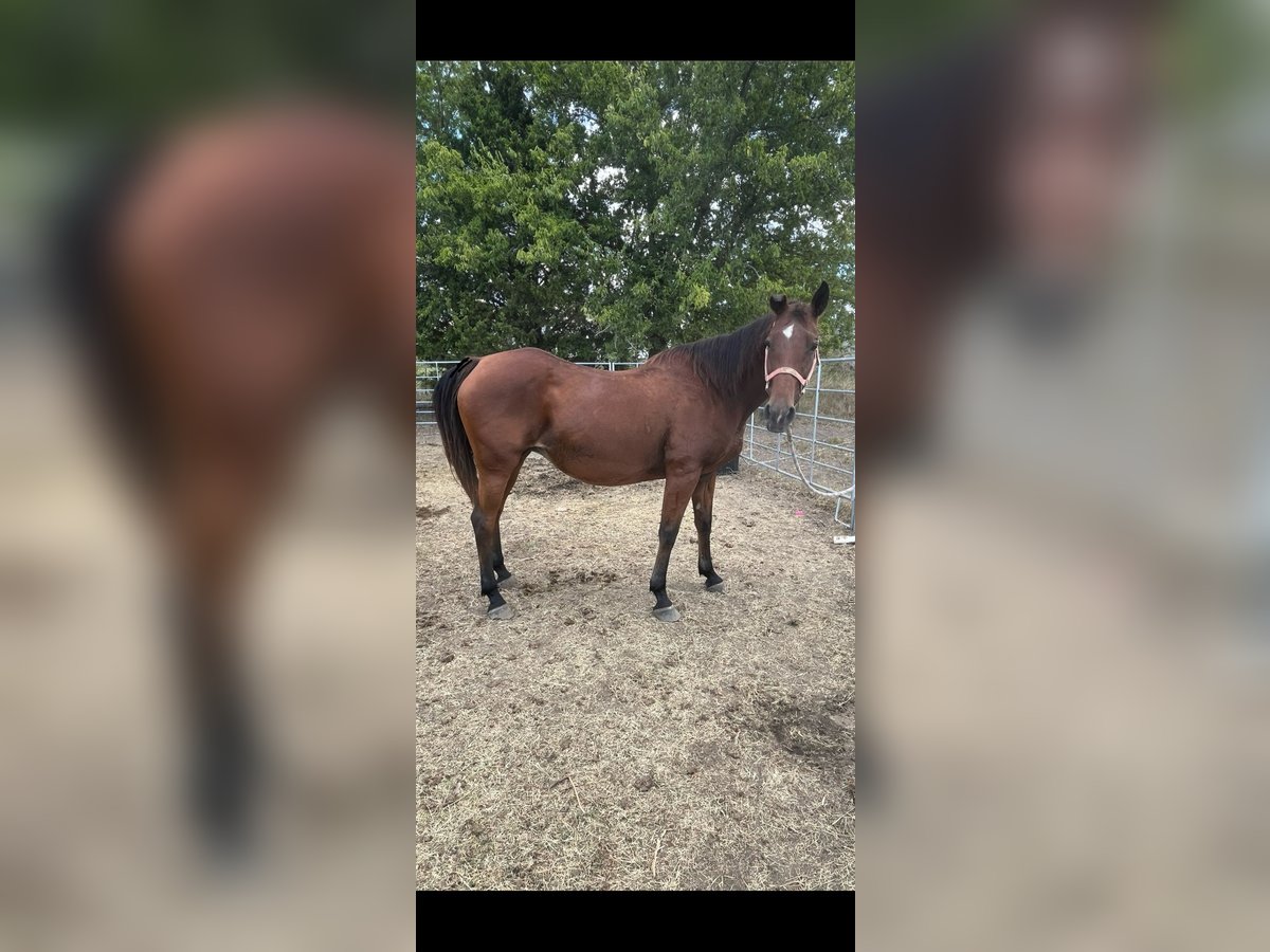 Quarter horse américain Jument 13 Ans 152 cm Bai cerise in Wolfe City
