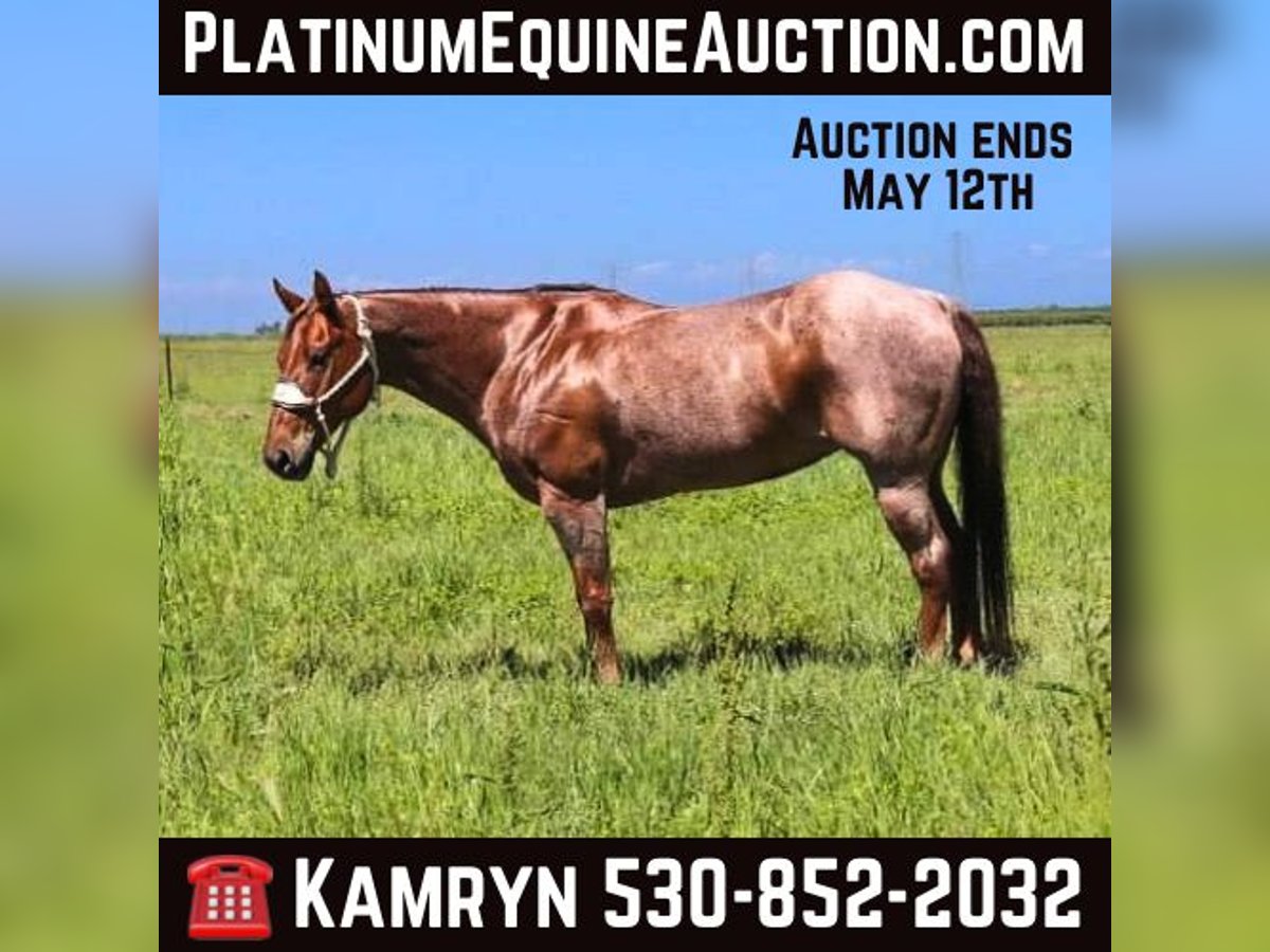 Quarter horse américain Jument 13 Ans 152 cm Rouan Rouge in Pleasant Grove CA