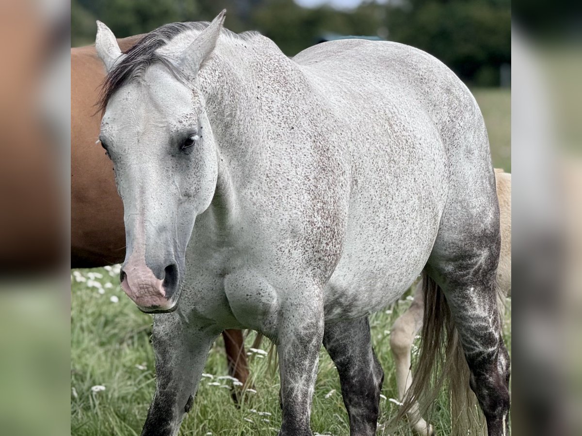 Quarter horse américain Jument 13 Ans 154 cm Gris pommelé in Rostock