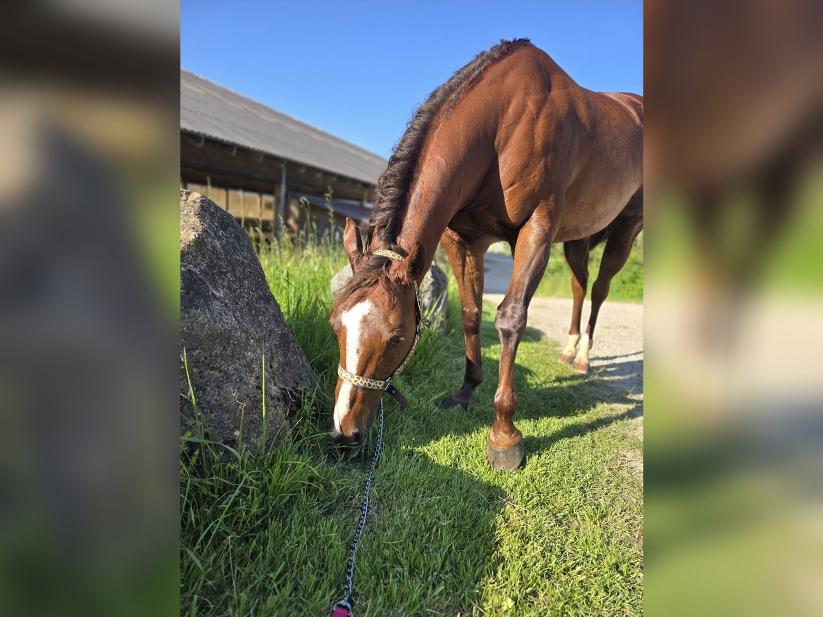 Quarter horse américain Jument 13 Ans 155 cm Alezan in Oberhofen am Irrsee Quarter horse américain Jument 13 Ans 155 cm Alezan in Oberhofen am Irrsee