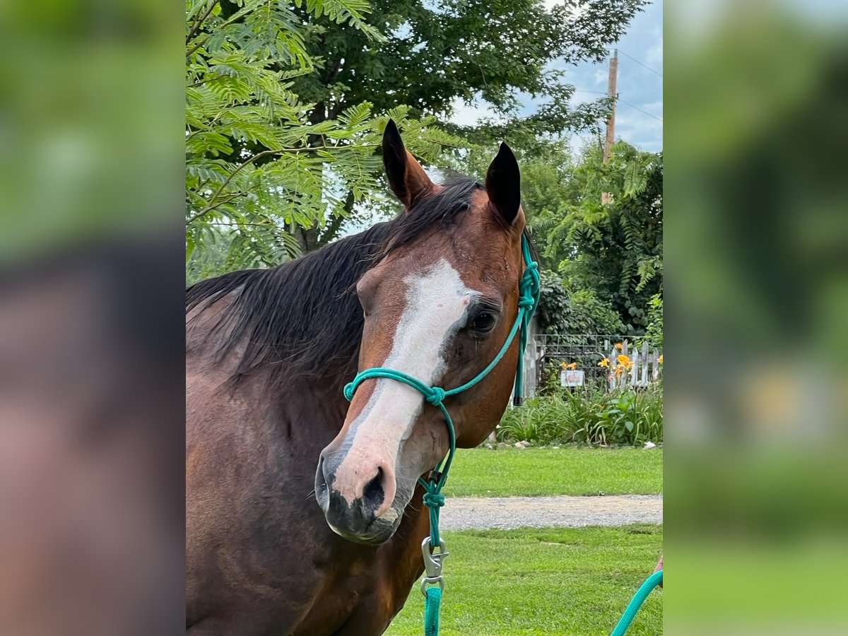 Quarter horse américain Jument 14 Ans 152 cm Bai cerise in Sedalia