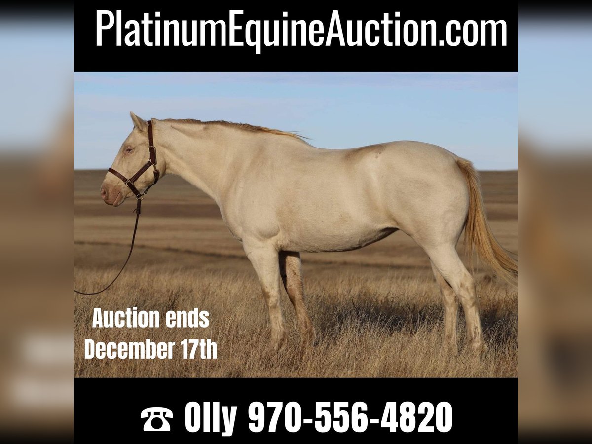 Quarter horse américain Jument 15 Ans 147 cm Cremello in Nunn Co