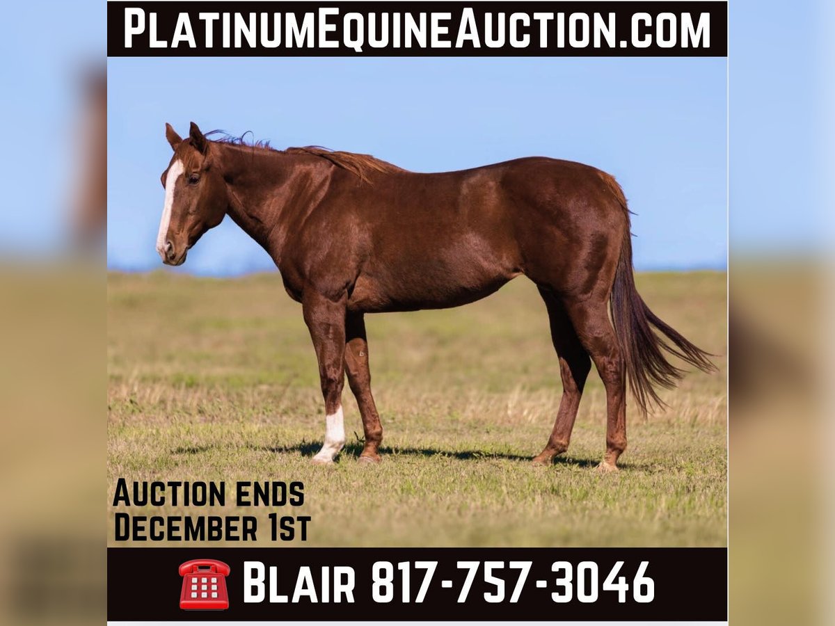 Quarter horse américain Jument 15 Ans Alezan brûlé in Weatherford TX