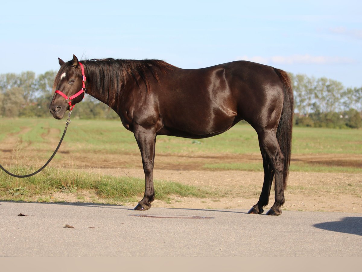 Quarter horse américain Jument 16 Ans 150 cm Bai brun foncé in Rostock