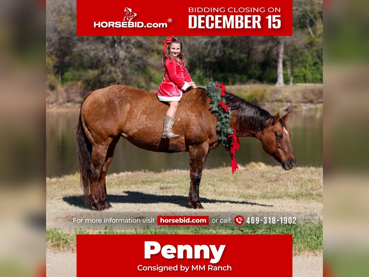 Quarter horse américain Jument 16 Ans 152 cm Alezan dun in Forney