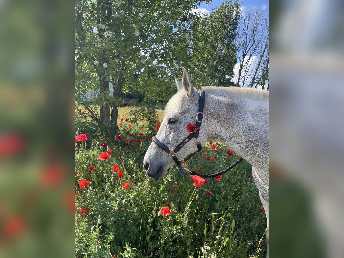 Quarter horse américain Croisé Jument 17 Ans 148 cm Gris in Werder