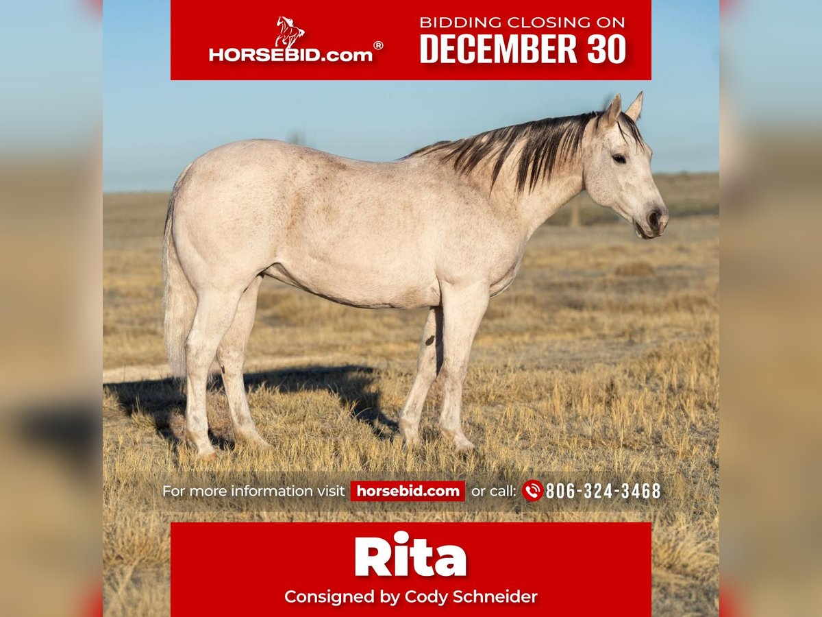 Quarter horse américain Jument 17 Ans 155 cm Gris in Canyon, TX