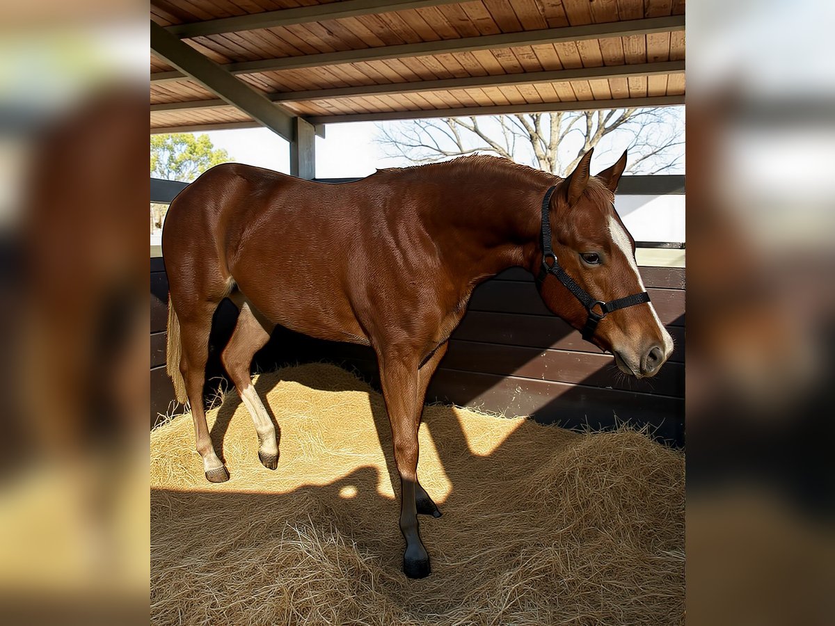 Quarter horse américain Jument 1 Année 148 cm Alezan in Bari