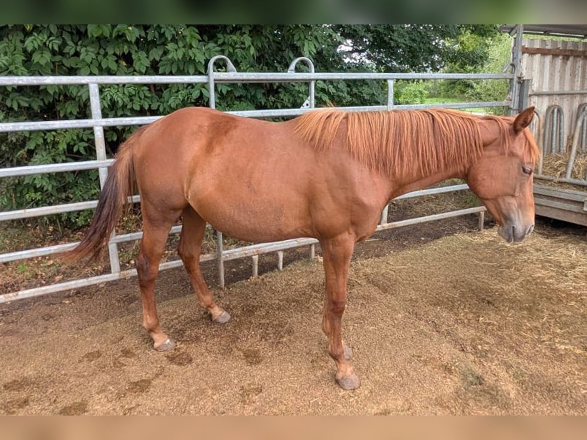 Quarter horse américain Jument 1 Année 150 cm Alezan in Theilenhofen