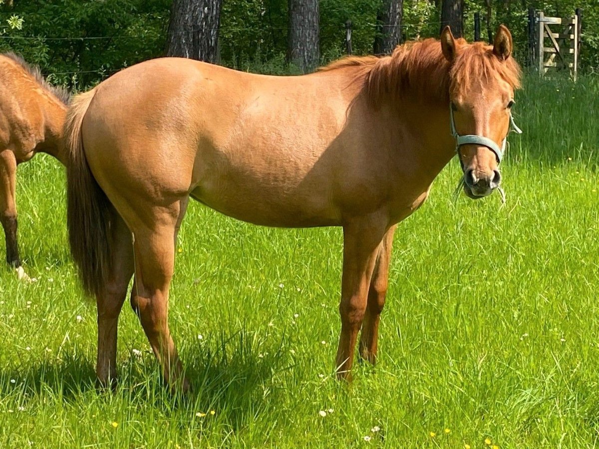 Quarter horse américain Jument 1 Année Alezan dun in Vogelwaarde