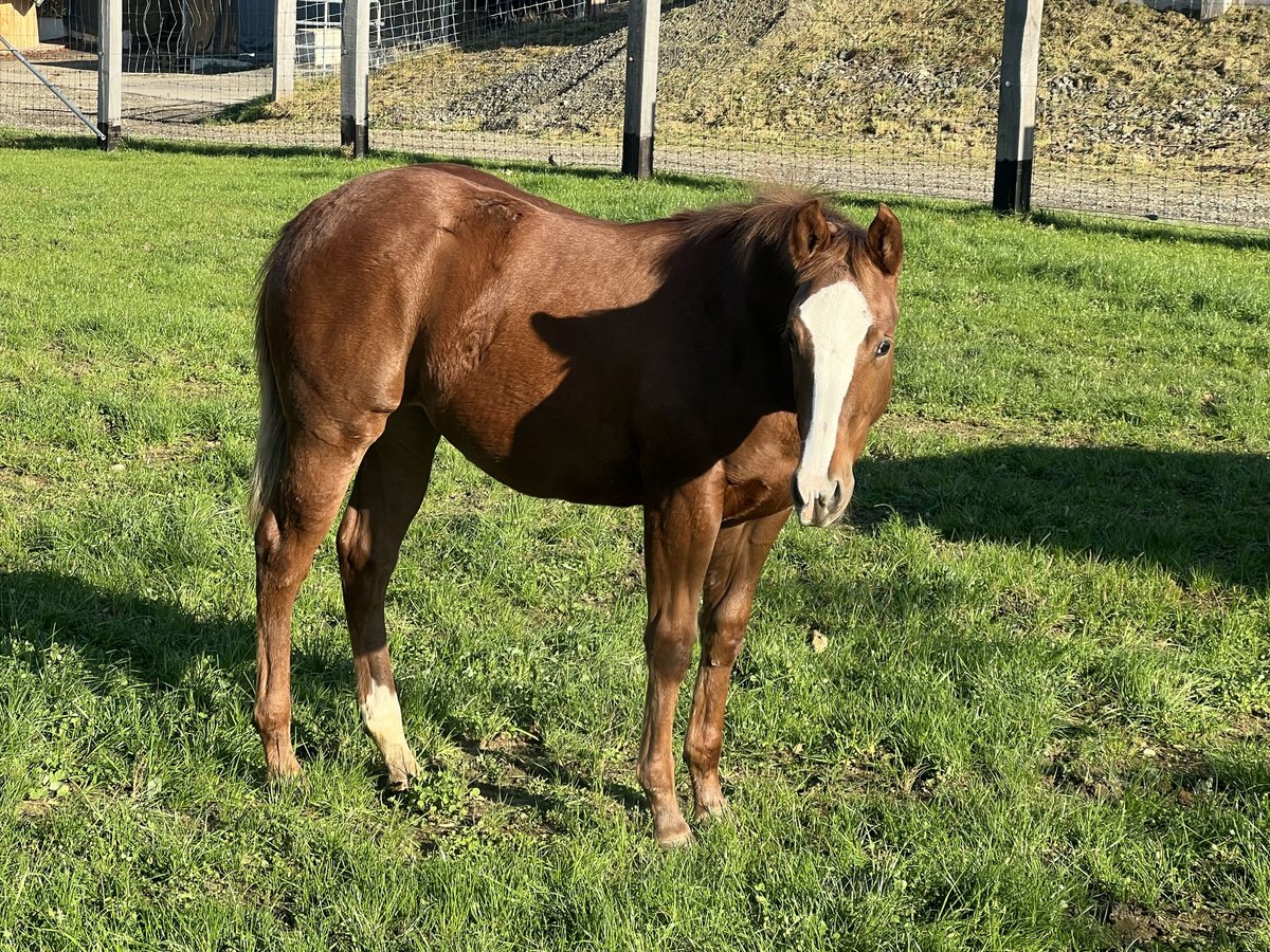 Quarter horse américain Jument 1 Année Alezan in Obertaufkirchen