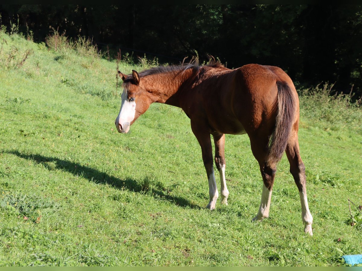 Quarter horse américain Jument 1 Année Bai in Neuwied