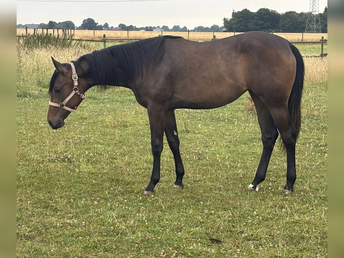 Quarter horse américain Jument 1 Année Bai in Uedem
