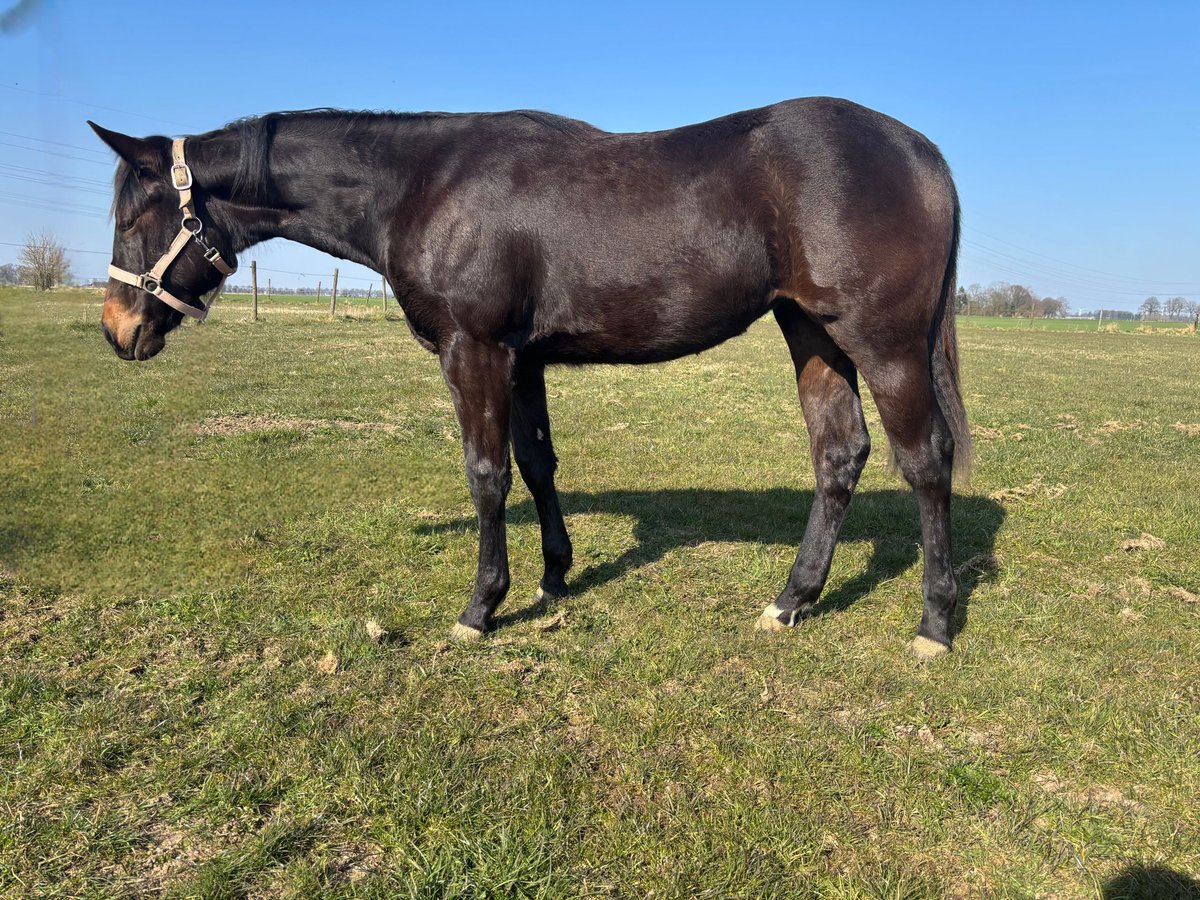 Quarter horse américain Jument 1 Année Bai in Uedem