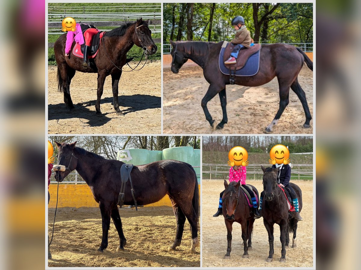 Quarter horse américain Jument 20 Ans 154 cm Noir in Waldshut-Tiengen