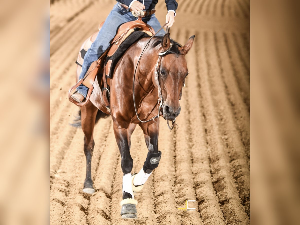 Quarter horse américain Jument 22 Ans 150 cm in Garsten Dambach