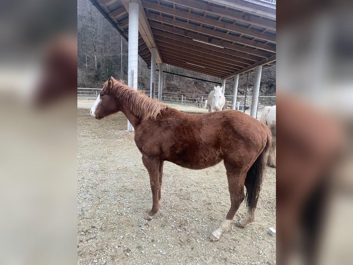 Quarter horse américain Jument 2 Ans 130 cm Bai cerise in Sentvid pri sticni