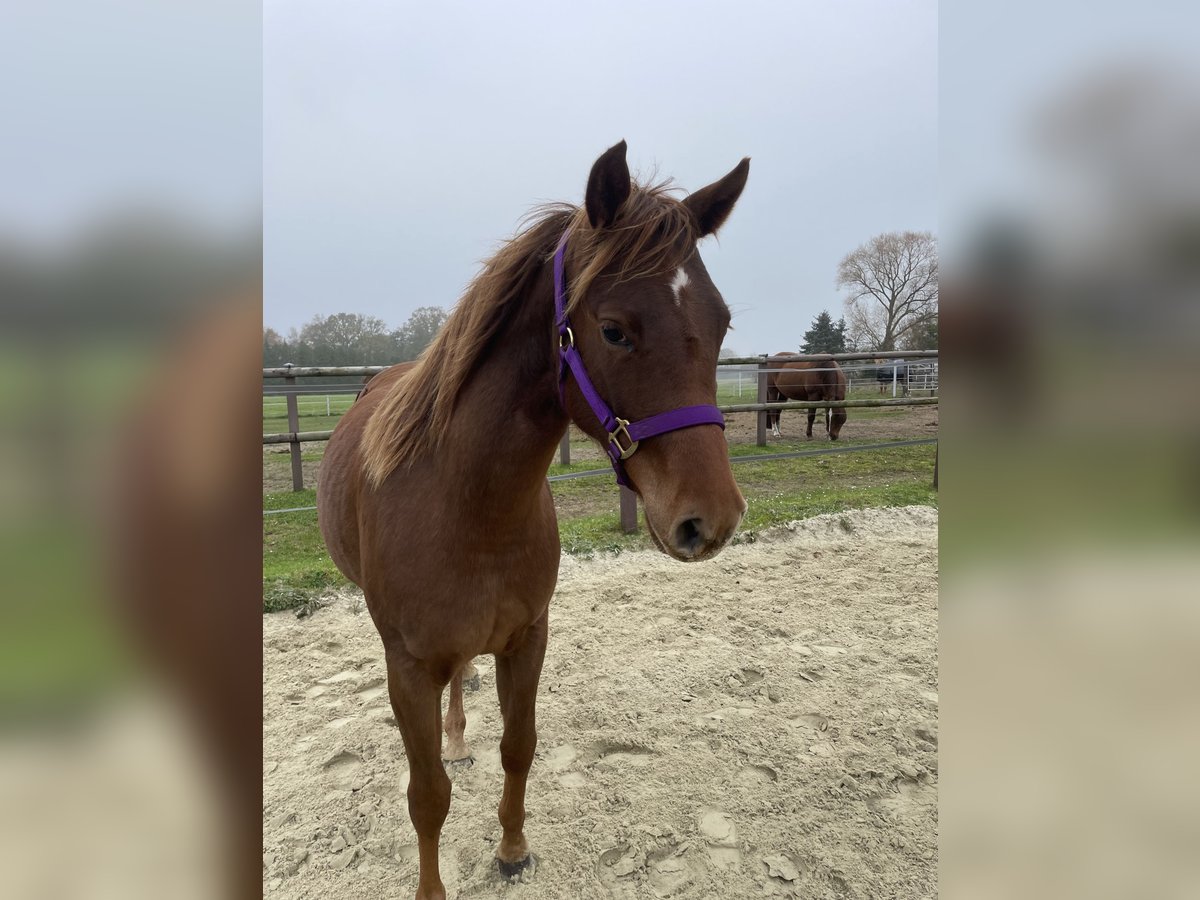 Quarter horse américain Jument 2 Ans 142 cm Alezan brûlé in Delmenhorst