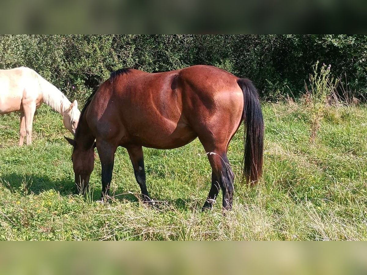 Quarter horse américain Jument 2 Ans 145 cm Bai in Frotey les Lure