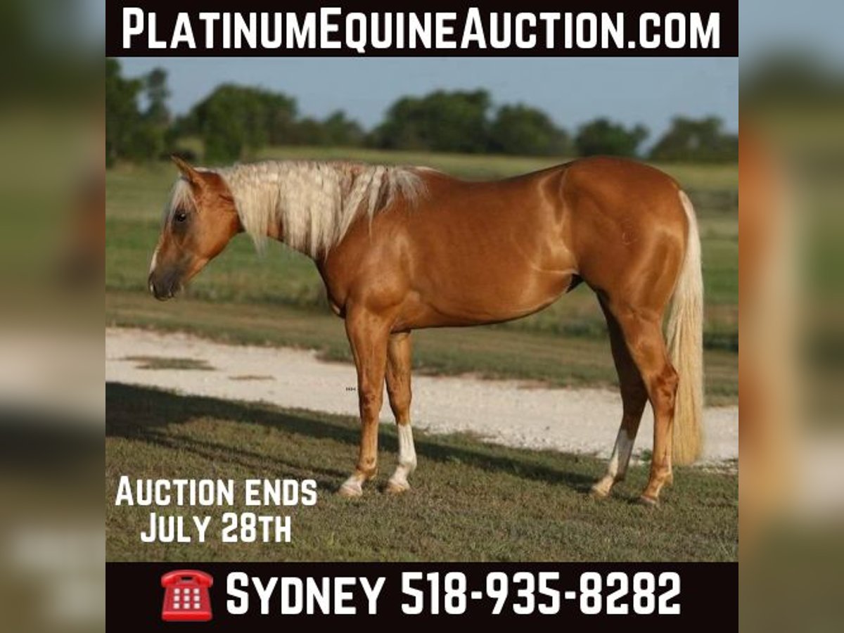 Quarter horse américain Jument 2 Ans 145 cm Palomino in Granbury TX