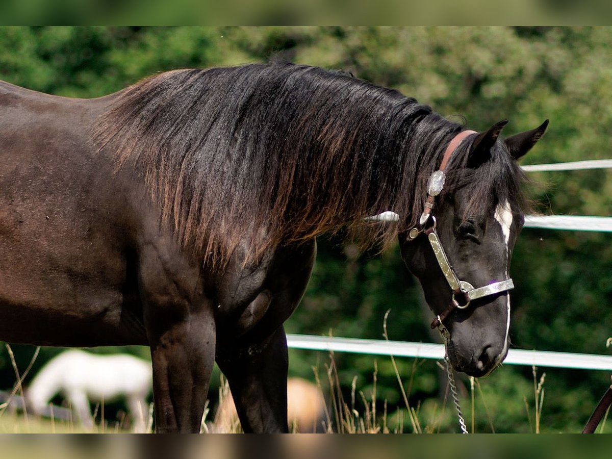 Quarter horse américain Jument 2 Ans 147 cm Noir in Dahlem