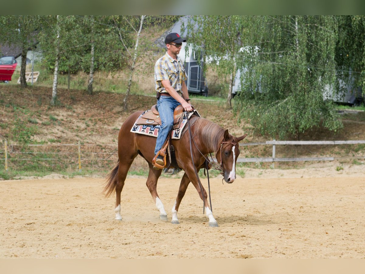 Quarter horse américain Jument 2 Ans 149 cm Alezan brûlé in Pulgarn