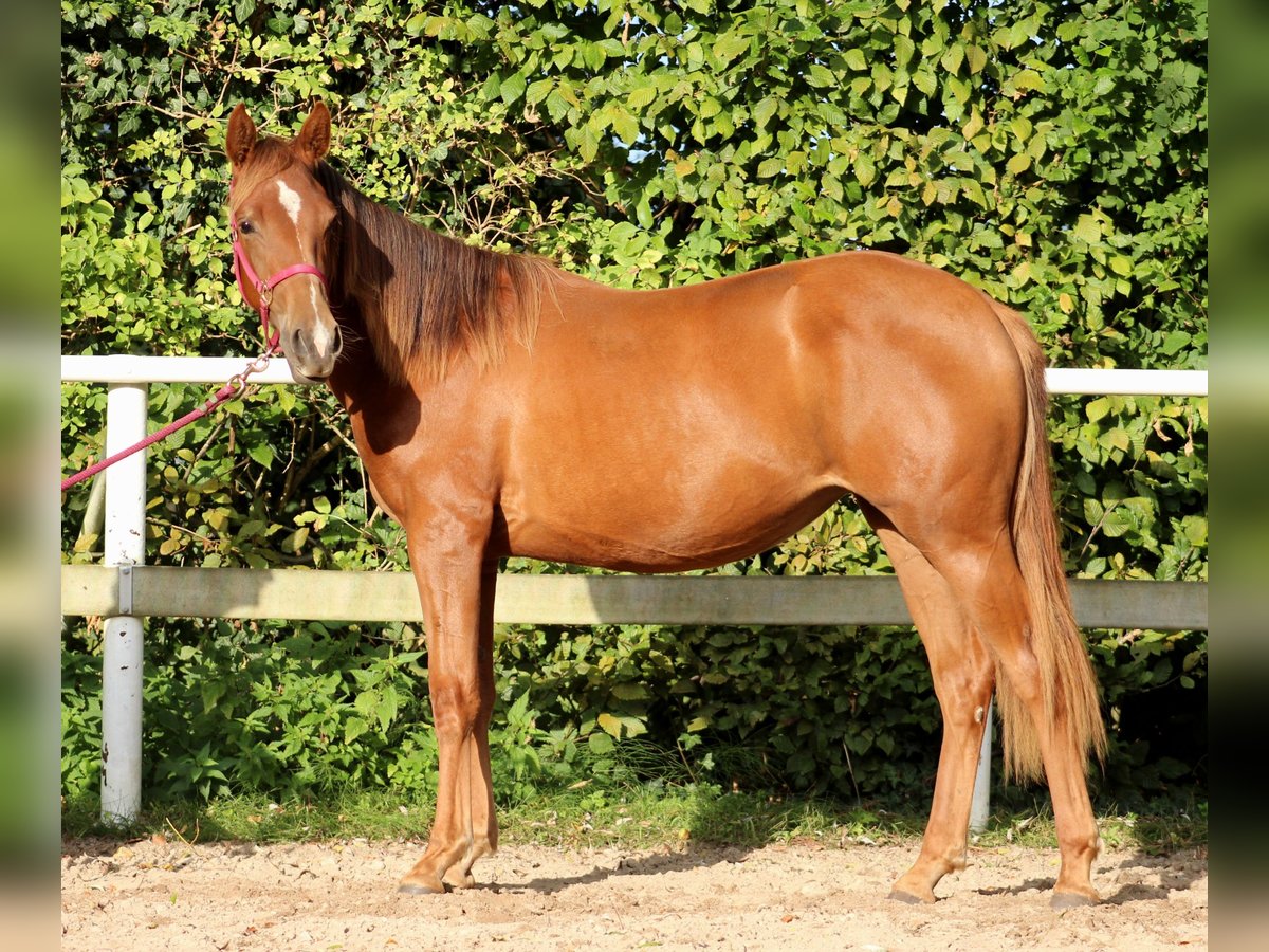 Quarter horse américain Jument 2 Ans 150 cm Alezan brûlé in Stade