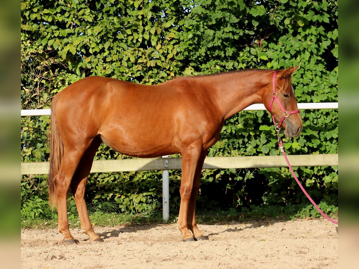 Quarter horse américain Jument 2 Ans 150 cm Alezan brûlé in Stade