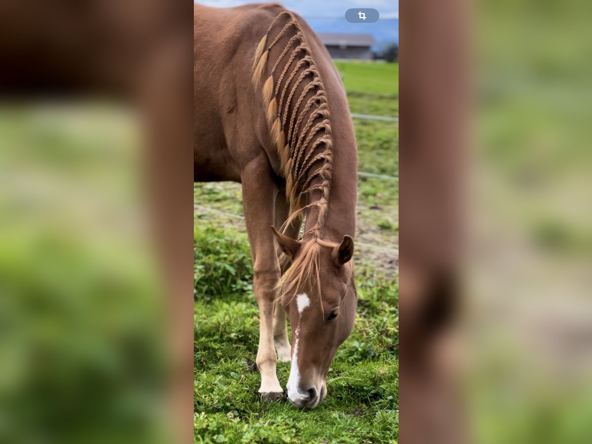 Quarter horse américain Jument 2 Ans 150 cm Alezan in Lamprechtshausen