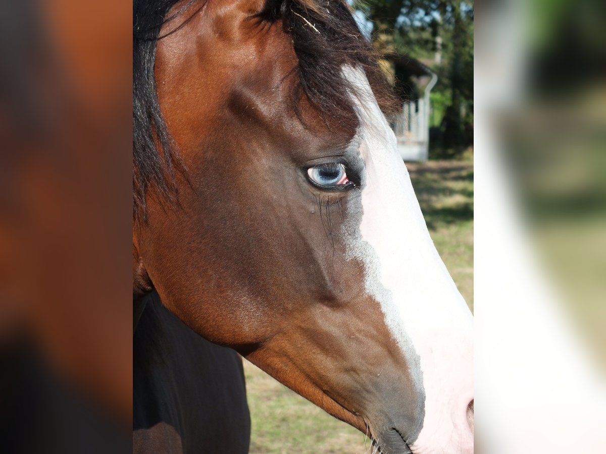 Quarter horse américain Jument 2 Ans 150 cm Bai in BEGIJNENDIJK
