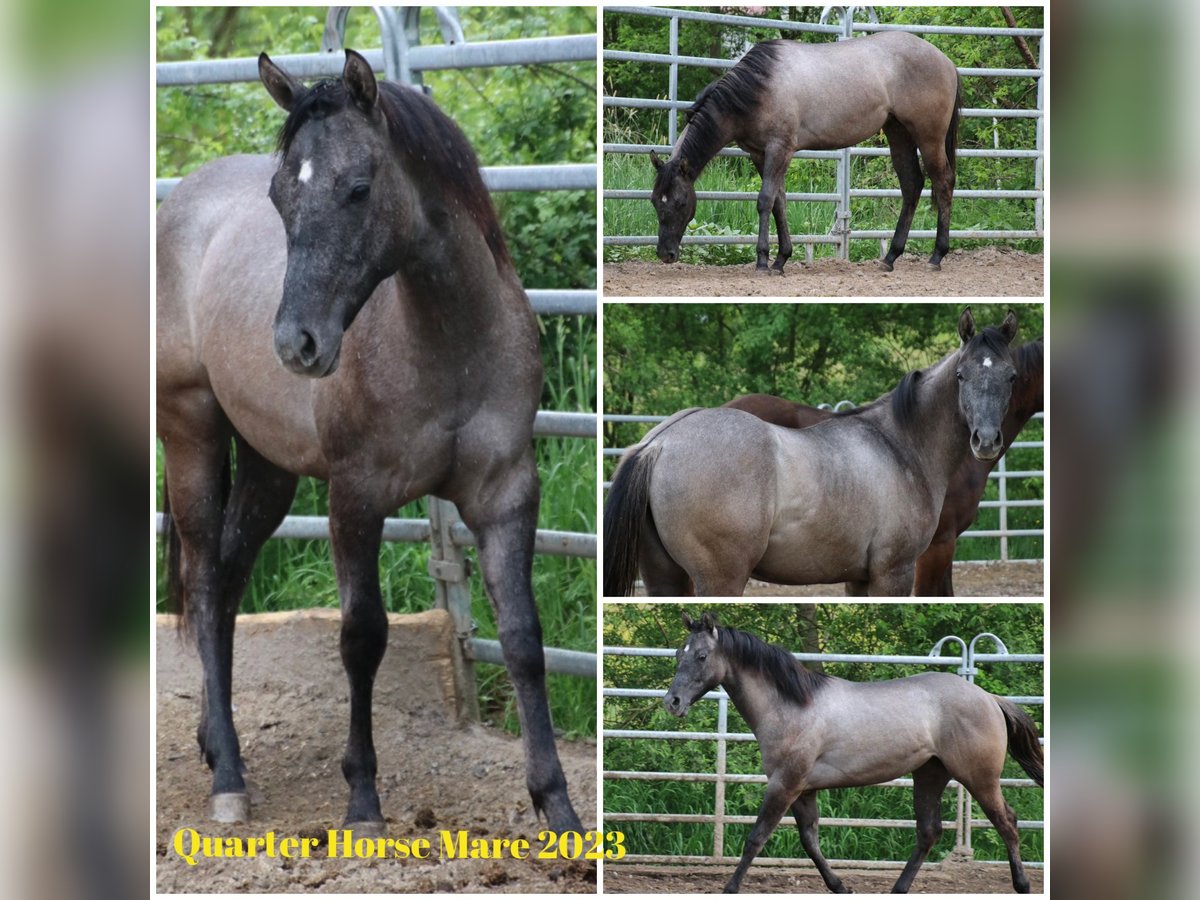 Quarter horse américain Jument 2 Ans 150 cm Peut devenir gris in Schwarzach