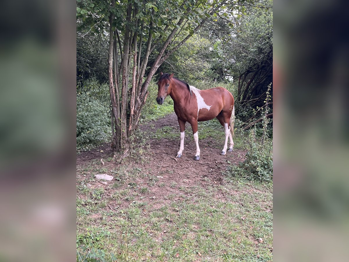 Quarter horse américain Croisé Jument 2 Ans 150 cm Pinto in Adenau