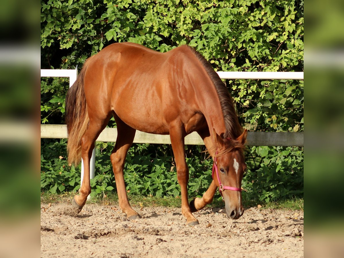 Quarter horse américain Jument 2 Ans 151 cm Alezan brûlé in Stade