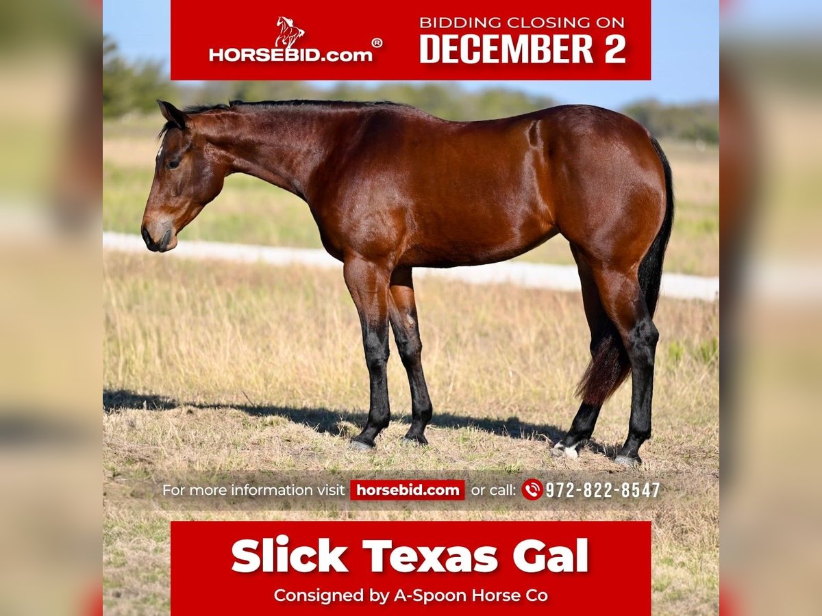 Quarter horse américain Jument 2 Ans 152 cm Bai cerise in Kaufman, TX