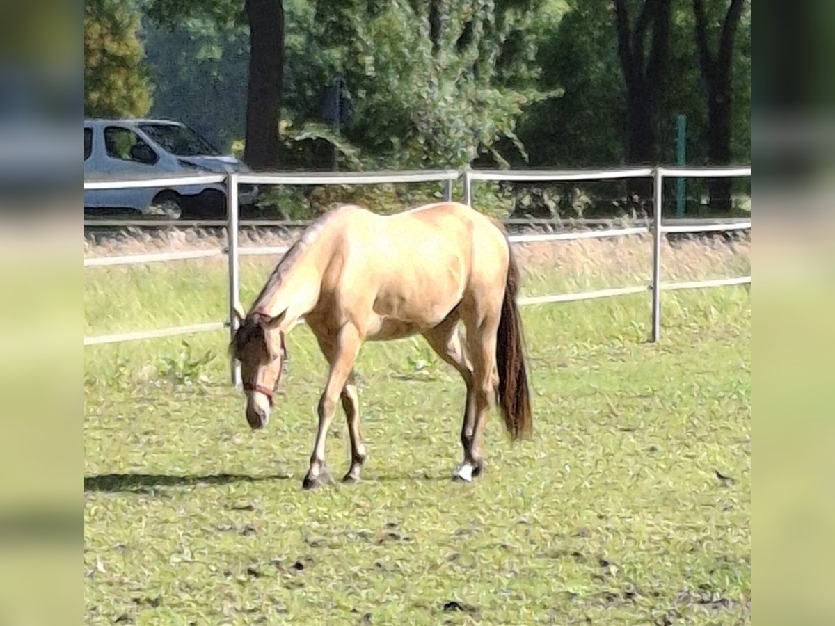 Quarter horse américain Jument 2 Ans 153 cm Champagne in Bar&#xDF;el