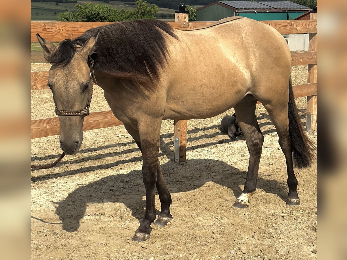 Quarter horse américain Jument 2 Ans 154 cm Buckskin in Alfeld (Leine)